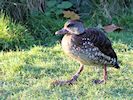 Spotted Whistling Duck (WWT Slimbridge November 2017) - pic by Nigel Key